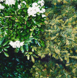 Фотография растений