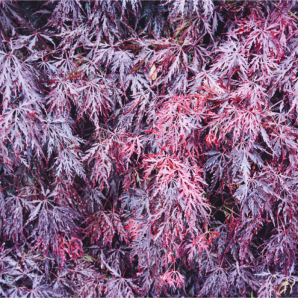 Фотография растений