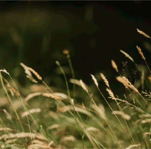 Фотография растений