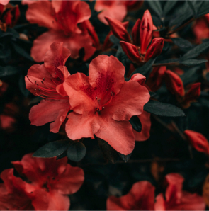 Фотография растений