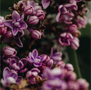 Фотография растений